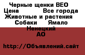 Черные щенки ВЕО › Цена ­ 5 000 - Все города Животные и растения » Собаки   . Ямало-Ненецкий АО